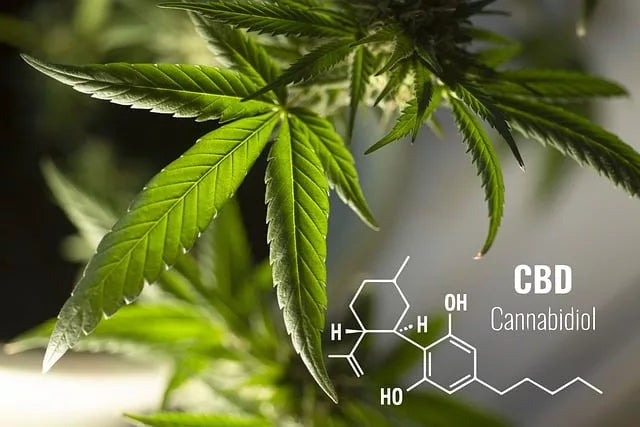 CBD and Daily Use: Your Guide to Wellness